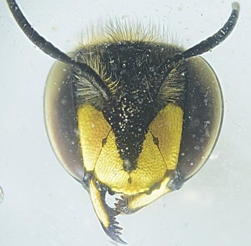 Réf. 349 543 : Anthidium manicatum
